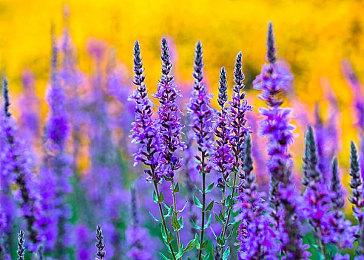 《北海道连续杀人事件 消失在鄂霍次克》Steam页面 9月12日发售